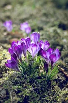 Spring background with beautiful violet crocuses in the garden. Cinema toned  Stock Photos