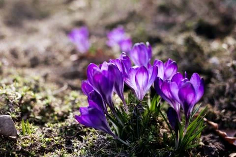 Spring background with beautiful violet crocuses in the garden. Cinema toned  Stock Photos