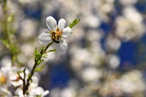 Spring background. Beautifully blossoming tree with a bee. Flower in nature. Stock Photos