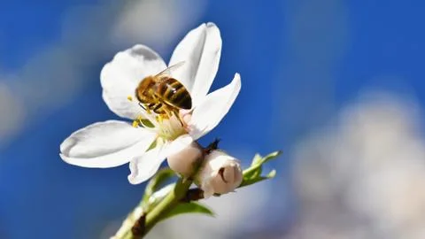 Spring background. Beautifully blossoming tree with a bee. Flower in nature. Stock Photos