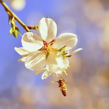 Spring background. Beautifully blossoming tree with a bee. Flower in nature. Photos