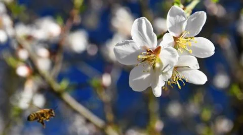 Spring background. Beautifully blossoming tree with a bee. Flower in nature. Stock Photos