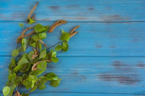 Spring background with birch branches on a blue wooden background with a plac Stock Photos