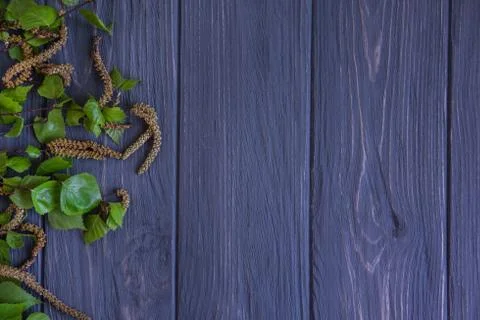 Spring background with birch branches on a gray wooden background with a plac Stock Photos