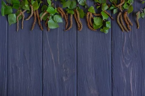 Spring background with birch branches on a gray wooden background with a plac Stock Photos