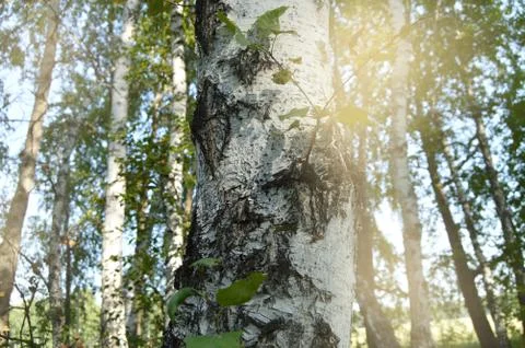 Spring background is a birch tree with young green leaves illuminated by sunl Stock Photos