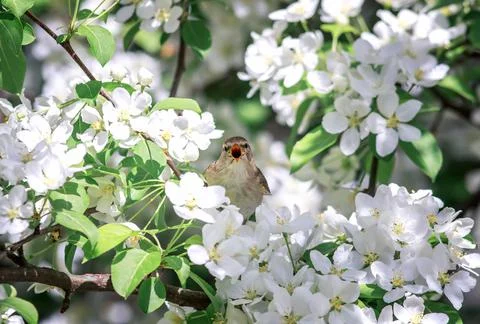 Spring background with bird sitting on branches a May apple tree with white f Stock Photos