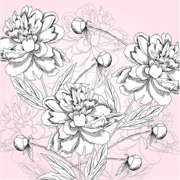 Spring  background with black and white peony. Stock Illustration