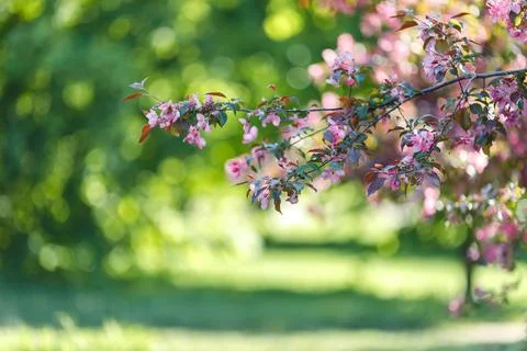 Spring background with blooming branch of pink cherry tree against the backdrop Stock Photos