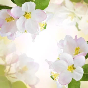 Spring background with blooming cherry. Dawn in the garden. Cherry blossom .. Stock Photos