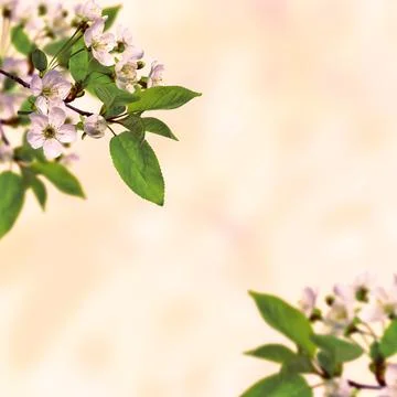 Spring background with blooming cherry. Dawn in the garden. Cherry blossom .. Stock Photos