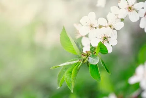 Spring background with blooming cherry trees, blurred image, shallow depth of Stock Photos