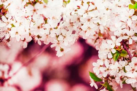 Spring background with blooming cherry trees, blurred image, shallow depth of Stock Photos