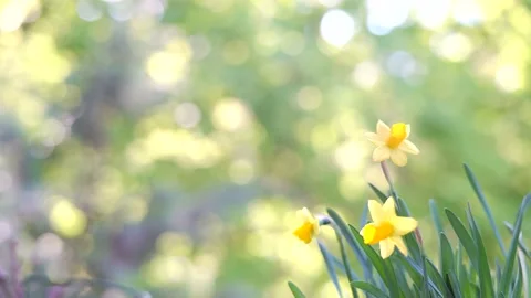 Spring background with blooming daffodils Stock Footage 181416535