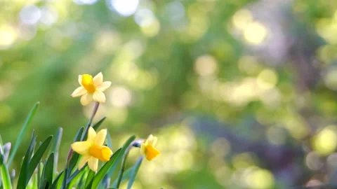 Spring background with blooming daffodils Stock Footage 181418609
