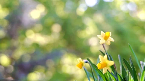 Spring background with blooming daffodils Stock Footage 181418811