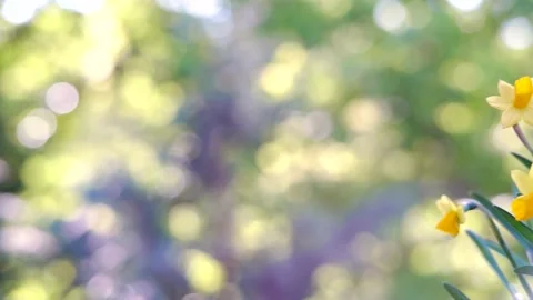 Spring background with blooming daffodils Stock Footage 181420570