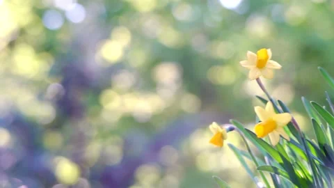 Spring background with blooming daffodils Stock Footage 181421378