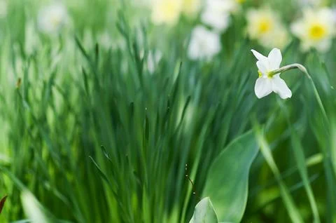 Spring background of blooming daffodils. selective focus. Stock Photos