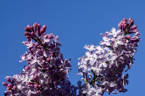 Spring background. Blooming lilac close-up against the blue sky Foto stock