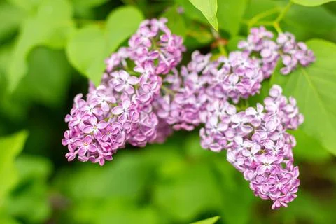 Spring background with blooming Lilac Flowers Stock Photos