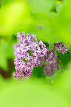 Spring background with blooming Lilac Flowers Stock Photos