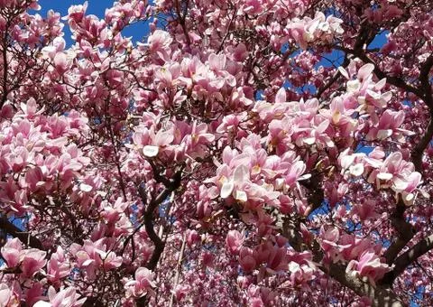 Spring background with blooming magnolia trees. 写真素材
