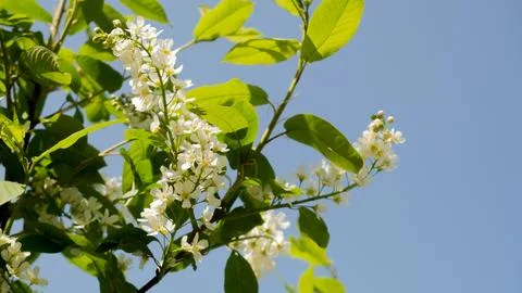 Spring background. Blooming tree.Small white flowers on a tree branch. Stock Photos