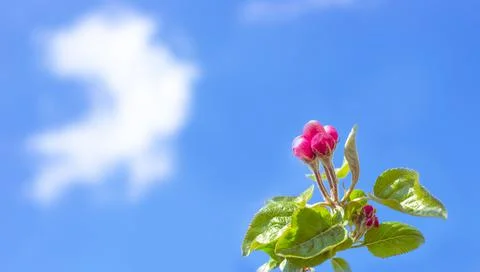 Spring background. Blooming twig of an apple tree, pink flower buds against a Photos
