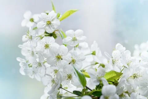 Spring background with blooming white cherry flowers. Floral abstract backgro Stock Photos