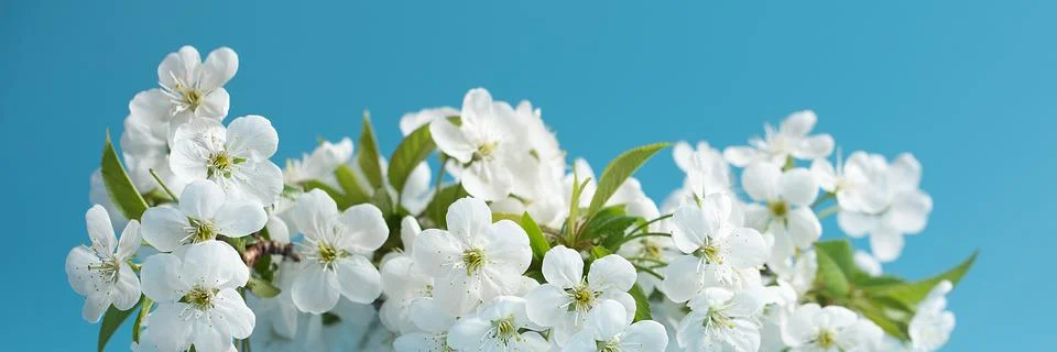 Spring background with blooming white cherry flowers on blue background. Foto stock