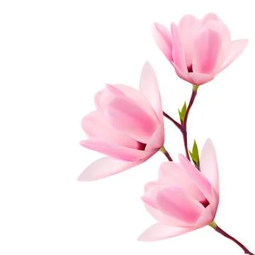 Spring background with blossom brunch of pink flowers. Vector Stock Illustration