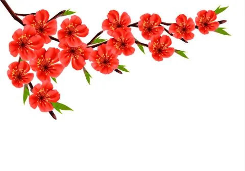 Spring background with blossom brunch of red flowers. Vector Stock Illustration