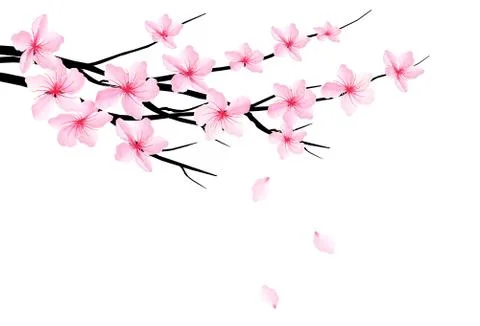 Spring background with blossom brunch of sakura. Vector Stock Illustration