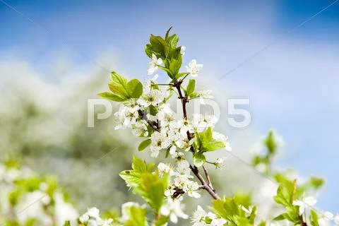 Spring background with blossom trees Stock Photos