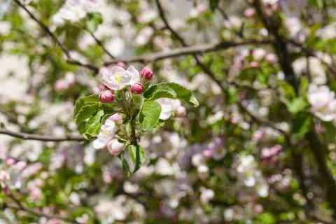 Spring background of blossoming apple tree flowers on a sunny day Stock-Fotos