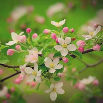 Spring background with blossoming fruit tree. Beautiful blooming apple tree.. Stock Photos