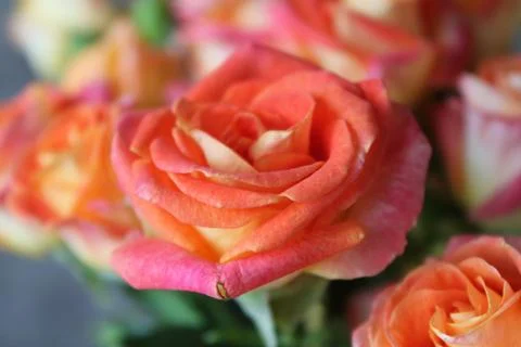 Spring background with blossoming rose buds Stock Photos