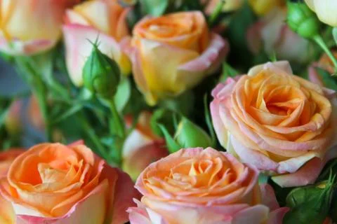 Spring background with blossoming rose buds Stock Photos