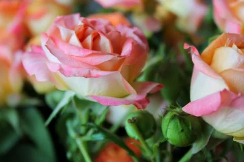 Spring background with blossoming rose buds Stock Photos
