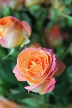 Spring background with blossoming rose buds Stock Photos