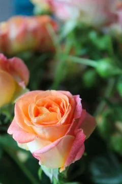 Spring background with blossoming rose buds Stock Photos