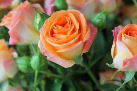 Spring background with blossoming rose buds Stock Photos