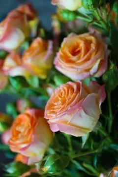 Spring background with blossoming rose buds Stock Photos