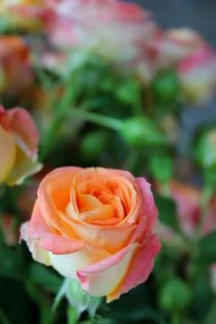 Spring background with blossoming rose buds Stock Photos
