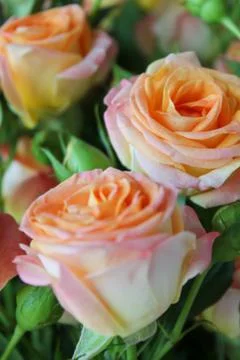 Spring background with blossoming rose buds Stock Photos