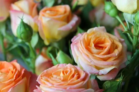 Spring background with blossoming rose buds Stock Photos