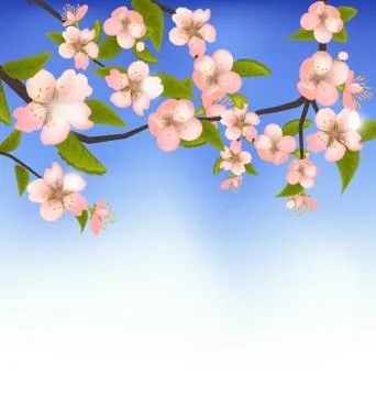 Spring Background of a Blossoming Tree Branch with Flowers Stock Illustration