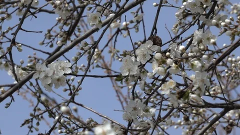 Spring background of a blossoming tree branches with spring flowers. Zoom in Vídeos de archivo 104819615