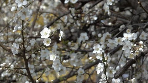 Spring background of a blossoming tree branches with spring flowers. Stock-Footage 104819638